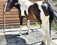 hypp-nn-gypsy-vanner-horse