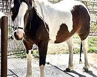 tri-color-gypsy-vanner-horse