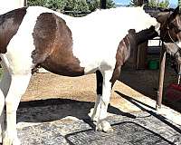 tobiano-gypsy-vanner-mare