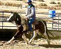 tobiano-breeding-horse