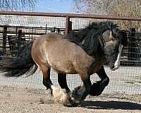 tobiano-cross-horse