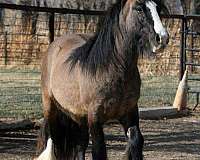 tobiano-driving-horse