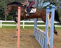 thoroughbred-horse-for-sale