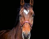 thoroughbred-horse