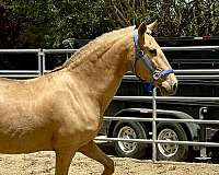 andalusian-palomino-mare-broodmare