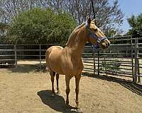 andalusian-horse-for-sale