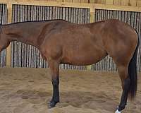 reining-breeding-horse