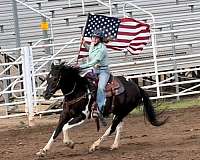 calf-roping-paint-horse