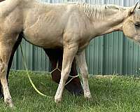 palomino-iqha-nrha-horse