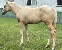 palomino-iqha-nrha-colt