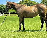 buckskin-star-pastern-horse