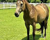 athletic-quarter-horse