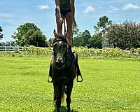 barrel-racing-quarter-horse