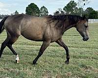 around-quarter-horse