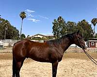 barrel-quarter-horse