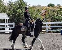 gypsy-vanner