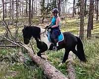 dressage-warmblood-horse