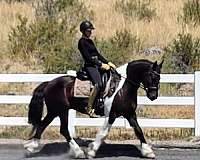 gypsy-vanner-gelding