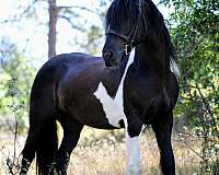 gypsy-vanner-horse