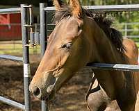 canadian-friesian-colt