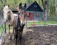 mighty-friesian-horse