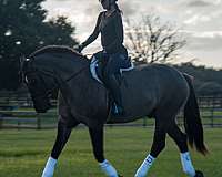 trail-ridin-draft-horse