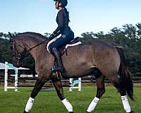 black-overo-therapy-horse