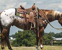 trail-pony-crossbred