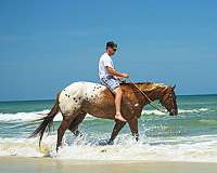 beach-crossbred-pony