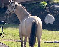 dunskin-dorsal-stripe-pony