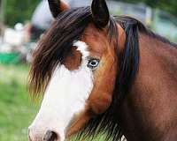 bay-blue-eyed-halter-horse