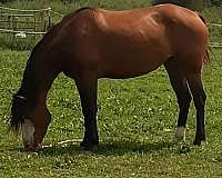 bay-mare-nokota-horse