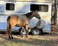 quarter-horse