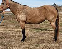 quarter-horse-mare