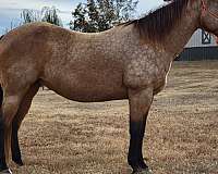 quarter-horse-for-sale