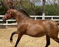 bay-dressage-gaited-horse