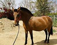 dressage-gaited-mare