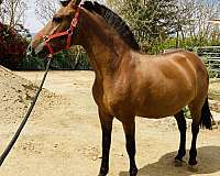 dressage-gaited-horse