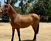 bay-ialha-horse