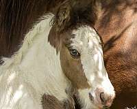 gypsy-vanner-horse-for-sale