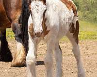 gypsy-vanner-colt