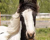 gypsy-vanner