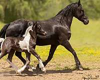 gypsy-vanner-horse