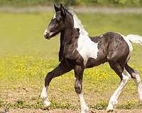 friesian-gelding