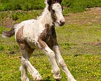 friesian-colt