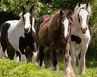 friesian-weanling