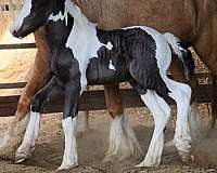 friesian-yearling