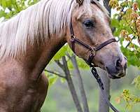 working-equitation-andalusian-azteca-horse