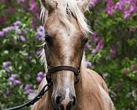 andalusians-azteca-horse