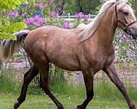 aqha-azteca-horse